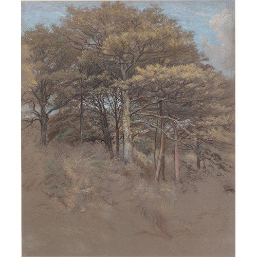 A Grove of Oak Trees